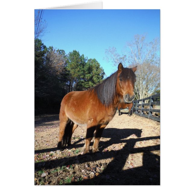 Brown pony turquoise Sky (Voorkant)