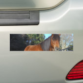 Brown pony turquoise Sky Bumpersticker (Op auto)