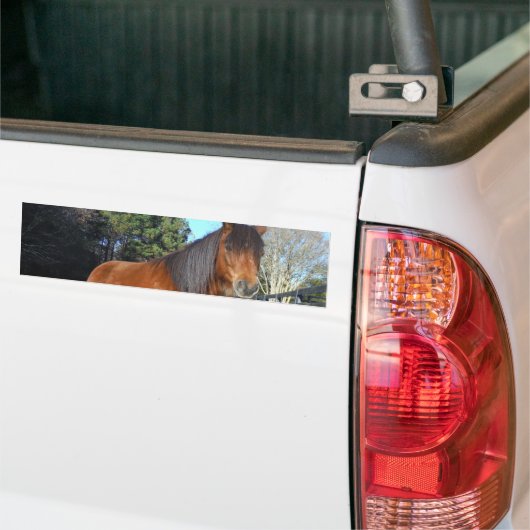 Brown pony turquoise Sky Bumpersticker (Op Truck)