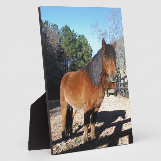 Brown pony turquoise Sky Fotoplaat (Zijkant)