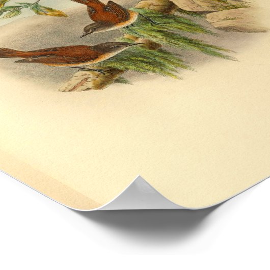 Brown Rufous Backed Greywent Bird Print (Hoek)