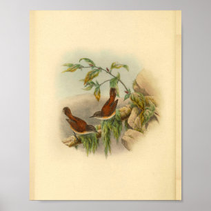 Brown Rufous Backed Greywent Bird  Print