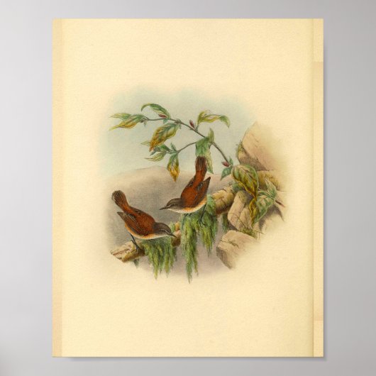 Brown Rufous Backed Greywent Bird  Print (Voorkant)