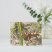 Brown Shield Bug Close Up DIY Briefkaart (Staand voorkant)