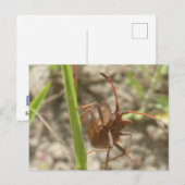 Brown Shield Bug Close Up DIY Briefkaart (Voorkant / Achterkant)