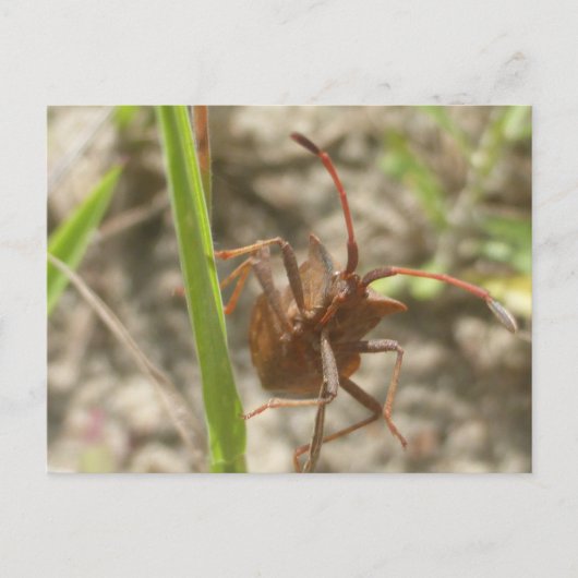 Brown Shield Bug Close Up DIY Briefkaart (Voorkant)