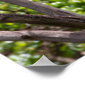 Brown Snake Eagle - Sentinel van de Afrikaanse Ski Poster (Hoek)