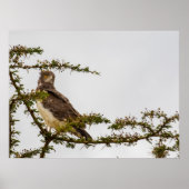 Brown Snake Eagle – Sentinel van de Savanne Poster (Voorkant)