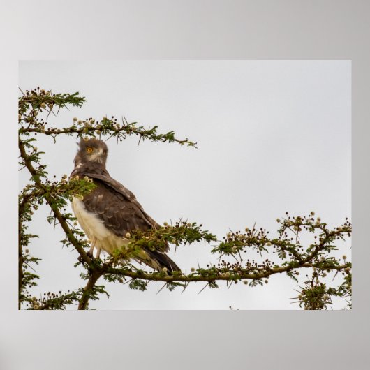 Brown Snake Eagle – Sentinel van de Savanne Poster (Voorkant)