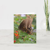 Brown Swallowtail Foto gevouwen Note Kaart (Voorkant)