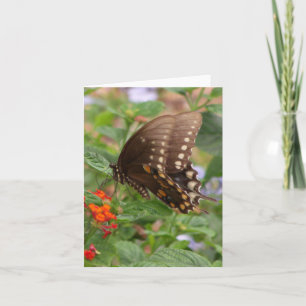 Brown Swallowtail Foto gevouwen Note Kaart