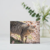 Brown tabby cat：Postcard Briefkaart (Staand voorkant)