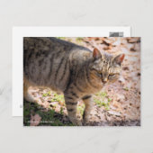 Brown tabby cat：Postcard Briefkaart (Voorkant / Achterkant)