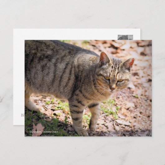 Brown tabby cat：Postcard Briefkaart (Voorkant / Achterkant)