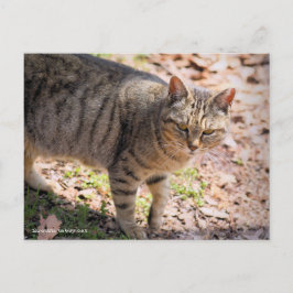 Brown tabby cat:Postcard Briefkaart
