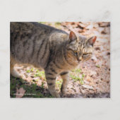 Brown tabby cat:Postcard Briefkaart (Voorkant)