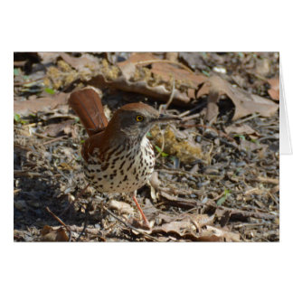 Brown Thrasher