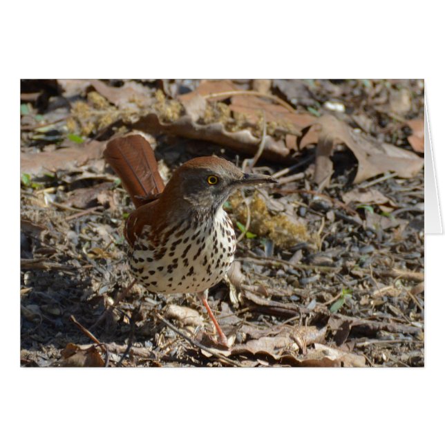 Brown Thrasher (Voorkant Horizontaal)