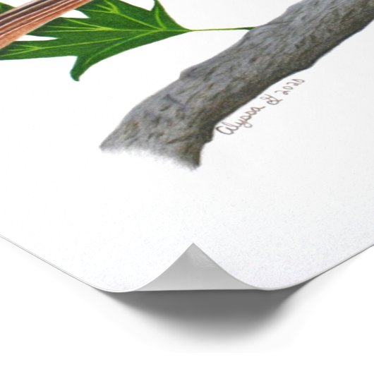 Brown Thrasher 14x11 afdrukken Poster (Hoek)