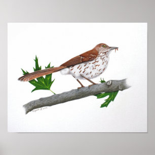 Brown Thrasher 14x11 afdrukken Poster