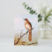 Brown Thrasher Bird Art Briefkaart (Staand voorkant)