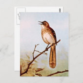 Brown Thrasher Bird Art Briefkaart (Voorkant / Achterkant)