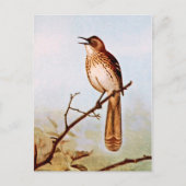Brown Thrasher Bird Art Briefkaart (Voorkant)