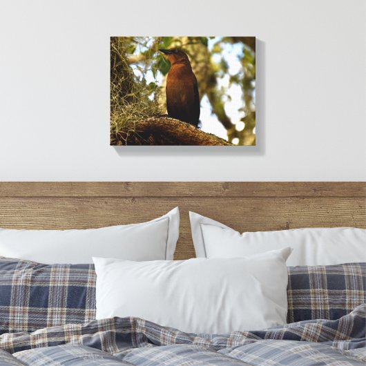 Brown Thrasher Bird Canvas Afdruk (Insitu (Slaapkamer))