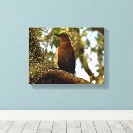 Brown Thrasher Bird Canvas Afdruk (Insitu (Houten vloer))