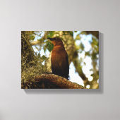 Brown Thrasher Bird Canvas Afdruk (Voorkant)