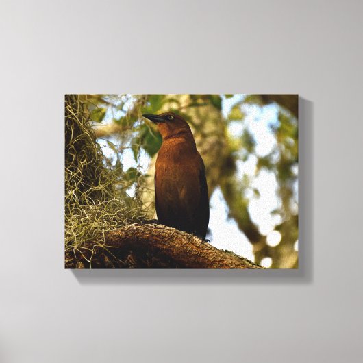 Brown Thrasher Bird Canvas Afdruk (Voorkant)
