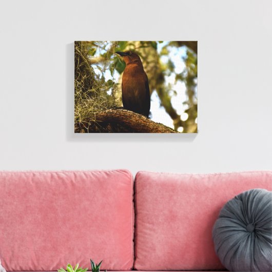 Brown Thrasher Bird Canvas Afdruk (Insitu (Woonkamer))