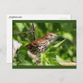Brown Thrasher Briefkaart (Voorkant / Achterkant)