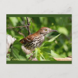 Brown Thrasher Briefkaart