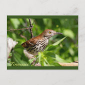 Brown Thrasher Briefkaart (Voorkant)