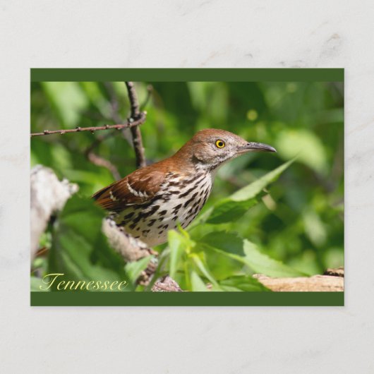 Brown Thrasher Briefkaart (Voorkant)