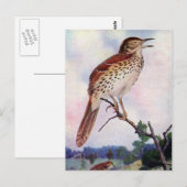 Brown Thrasher Briefkaart (Voorkant / Achterkant)