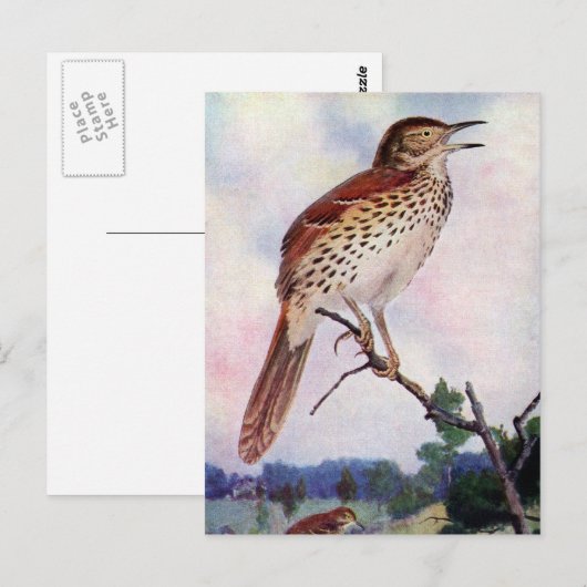 Brown Thrasher Briefkaart (Voorkant / Achterkant)