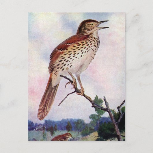 Brown Thrasher Briefkaart (Voorkant)