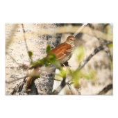 Brown Thrasher Foto Afdruk (Voorkant)
