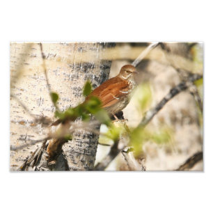 Brown Thrasher Foto Afdruk