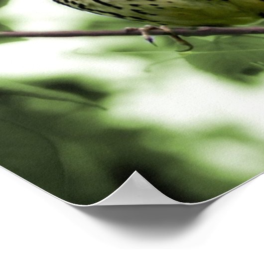 Brown Thrasher Print (Hoek)