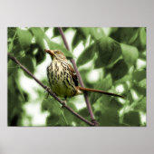 Brown Thrasher Print (Voorkant)