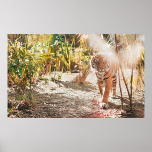 BROWN TIGER IN WALKING GESTAND POSTER