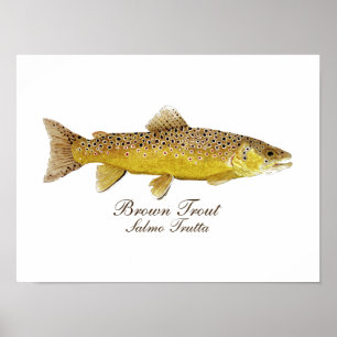 Brown Trout Art Poster