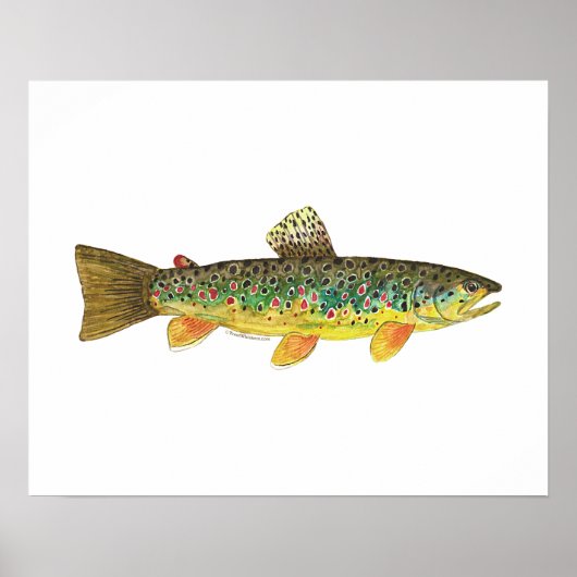 Brown Trout Vist Poster (Voorkant)