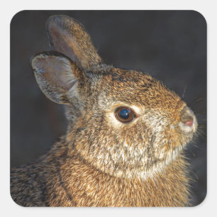 Brown Wild Bunny Rabbit in Sunlight Vierkante Sticker
