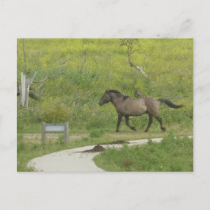 Brown Wild Horse Crossing Road DIY Briefkaart