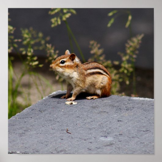 Brownie Poster (Voorkant)