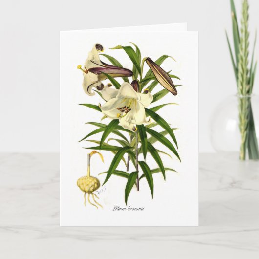 Brownii van Lilium Kaart (Voorkant)